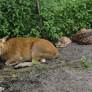 Wild Asia Monorail - Chital (Axis axis) and Barasingha (Rucervus duvaucelii)?