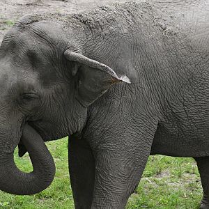 Wild Asia Monorail - Asian Elephant (Elephas maximus)