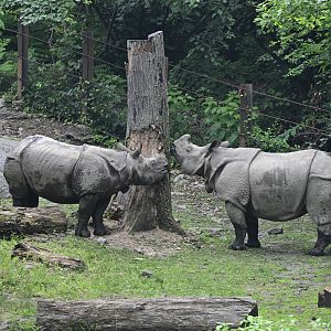 Wild Asia Monorail - Indian Rhinoceros (Rhinoceros unicornis)