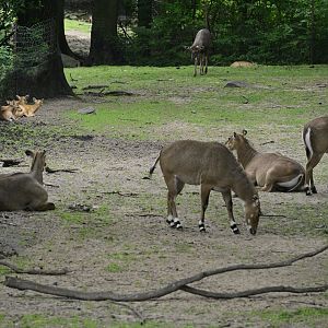 Wild Asia Monorail - Nilgai (Boselaphus tragocamelus)