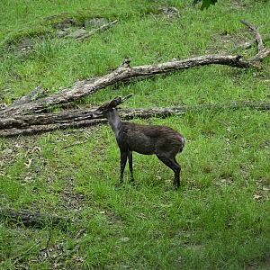 Wild Asia Monorail - Tufted Deer (Elaphodus cephalophus)