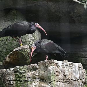 Asia - Northern Bald Ibis (Geronticus eremita)