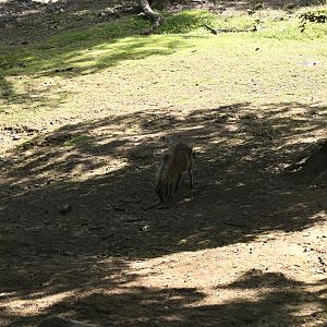 Wild Asia Monorail - Himalayan Tahr (Hemitragus jemlahicus)