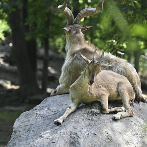 Wild Asia Monorail - Markhor (Capra falconeri)