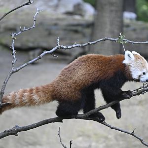 Wild Asia Monorail - Red Panda (Ailurus fulgens)