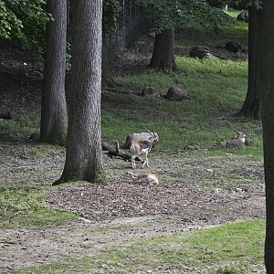 Wild Asia Monorail - Blackbuck (Antilope cervicapra)