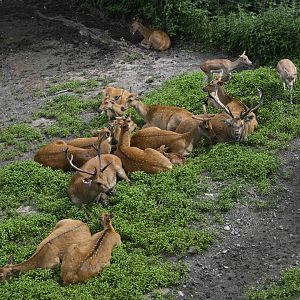Wild Asia Monorail - Barasinghas (Rucervus duvaucelii) and Blackbuck (Antilope cervicapra)