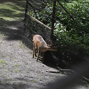 Wild Asia Monorail - Common Hog Deer (Axis porcinus)
