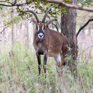 Roan Antelope / Watatunga / 21-10-24