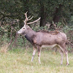 Père David's deer / Watatunga / 21-10-24