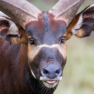 Eastern/Mountain Bongo (Arusi) / Watatunga / 21-10-24