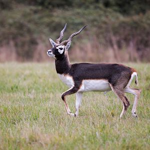 Blackbuck / Watatunga / 21-10-24