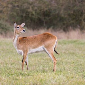Kafue Flats Lechwe / Watatunga / 21-10-24