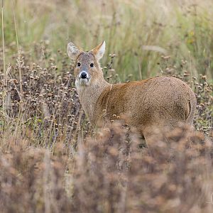 Chinese Water Deer stag / Watatunga / 21-10-24