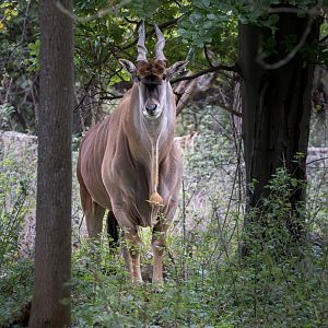 Eland  / Watatunga / 21-10-24