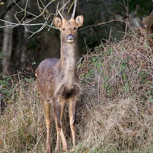 Barasingha / Watatunga / 20-11-24