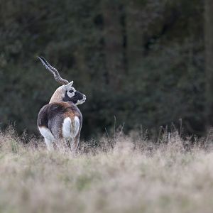 Blackbuck / Watatunga / 20-11-24