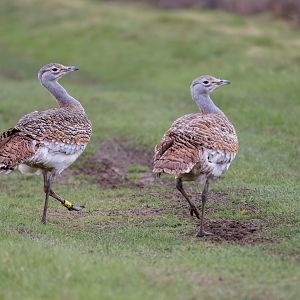 Great Bustards / Watatunga / 20-11-24