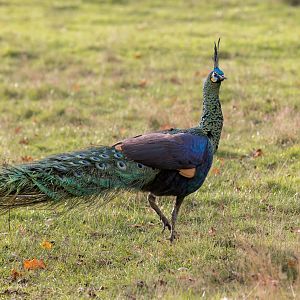 Javan Green Peacock (m) / Watatunga / 20-11-24