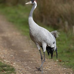 Eurasian Crane / Watatunga / 20-11-24
