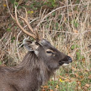 Indian Sambar / Watatunga / 20-11-24