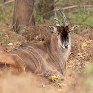 Eland / Watatunga / 20-11-24