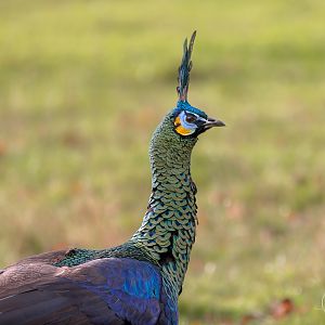Javan Green Peacock (m) / Watatunga / 20-11-24