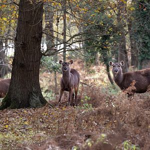 Indian Sambar (f) / Watatunga / 20-11-24