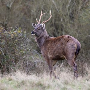 Indian Sambar / Watatunga / 20-11-24