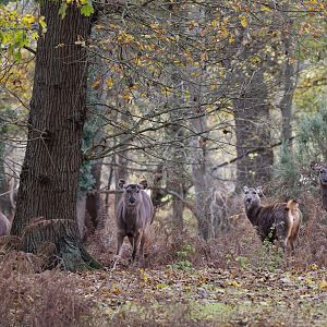 Indian Sambar & Nilgai / Watatunga / 20-11-24
