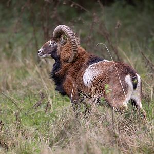 Mouflon / Watatunga / 20-11-24