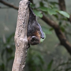 JungleWorld - Rodrigues Flying-Fox (Pteropus rodricensis)