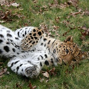 Relaxed Amur leopard (Panthera pardus orientalis)