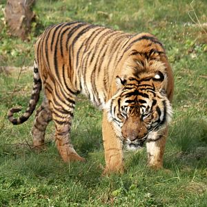 Sumatran tiger (Panthera tigris sumatrae)