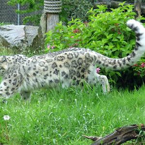 Snow leopard (Panthera uncia)