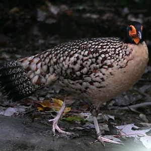 Cabot's tragopan (Tragopan caboti)