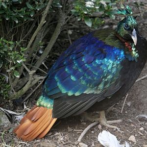 Himalayan monal (Lophophorus impejanus)