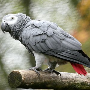 African grey parrot (Psittacus erithacus)