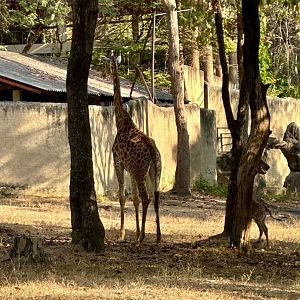 Southern, cape Griffe