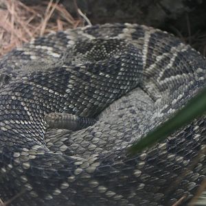 ARC - Eastern Diamondback Rattlesnake