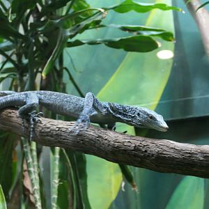 ARC - Blue Tree Monitor