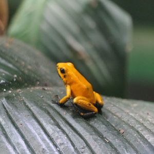 ARC - Golden Poison Frog