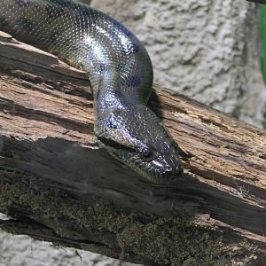 ARC - Green Anaconda