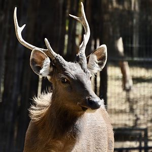 Indochinese Sambar (Rusa unicolor cambojensis) male