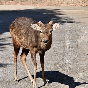 Javan Rusa (Rusa unicolor cambojensis) male