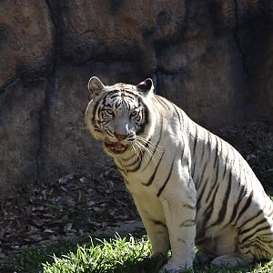 White Tiger (Panthera tigris)