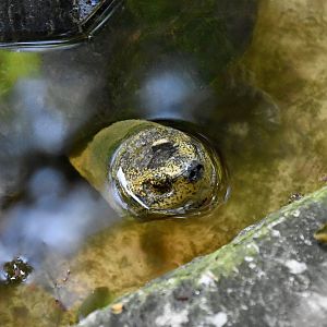 Yellow-Headed Temple Turtle (Heosemys annandalii)
