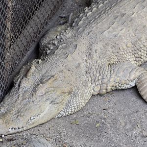 Siamese Crocodile (Crocodylus siamensis) albino