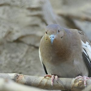 ARC - White-winged Dove