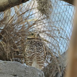 ARC - Burrowing Owl